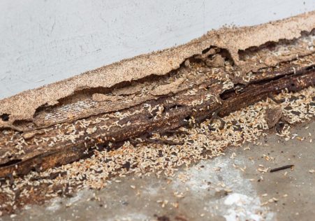 subterranean termite damage